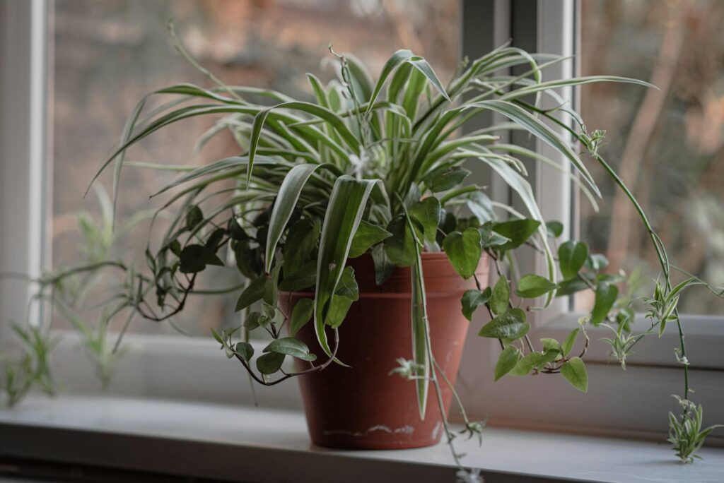 Best Tips for Spring Cleaning