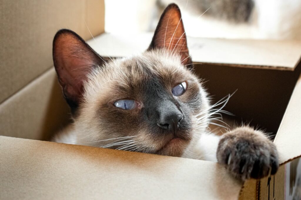 Siamese cat peeking out of a cardboard box