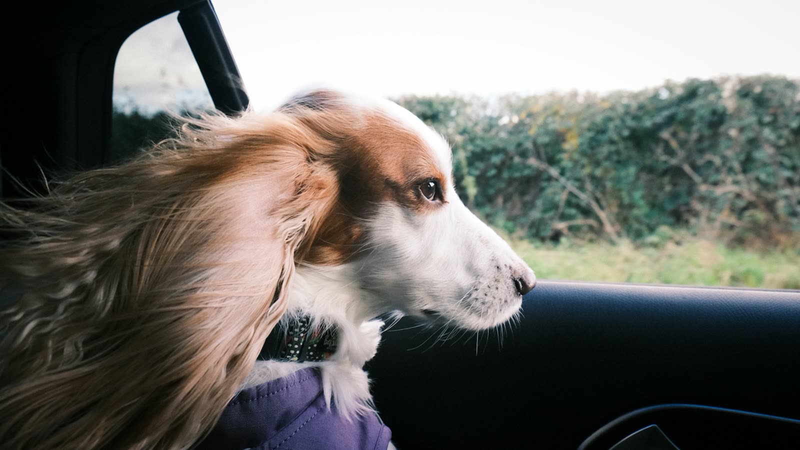 dog in caar