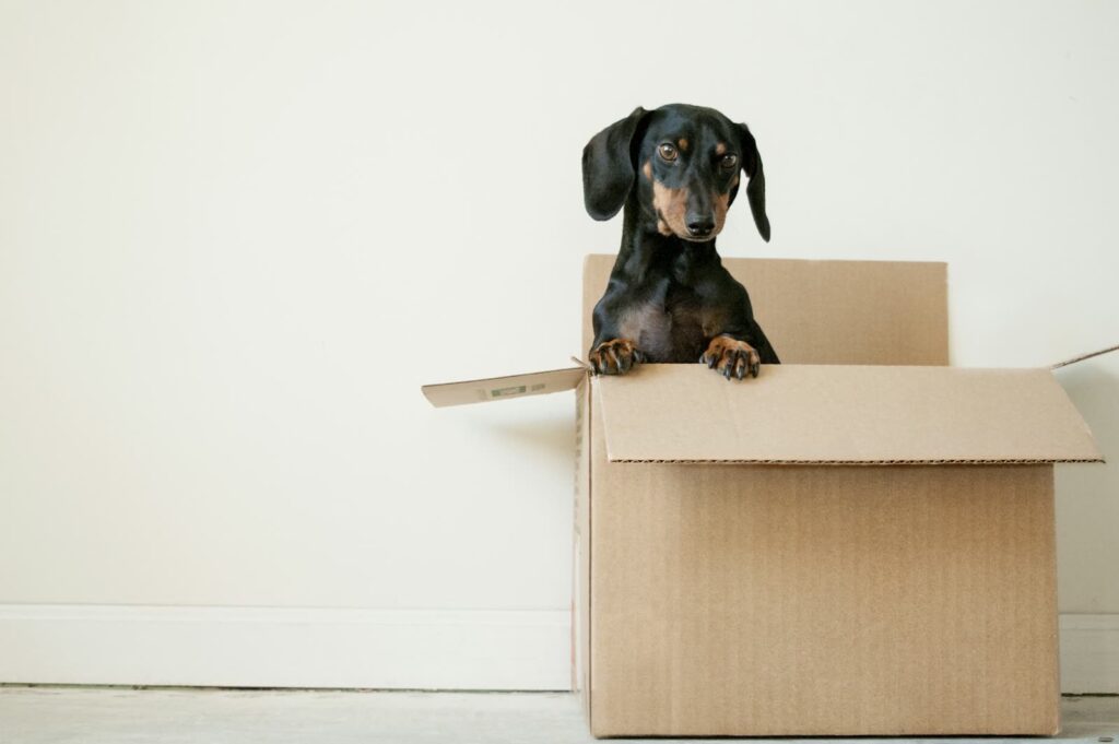 Tips for Successfully Moving with Pets